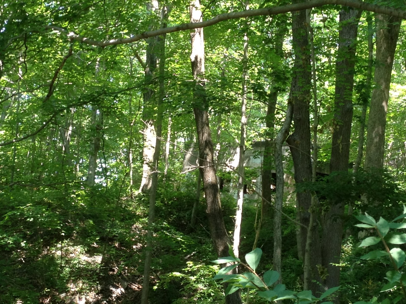 Sleeping Giant Violet trail Transcending Mountains