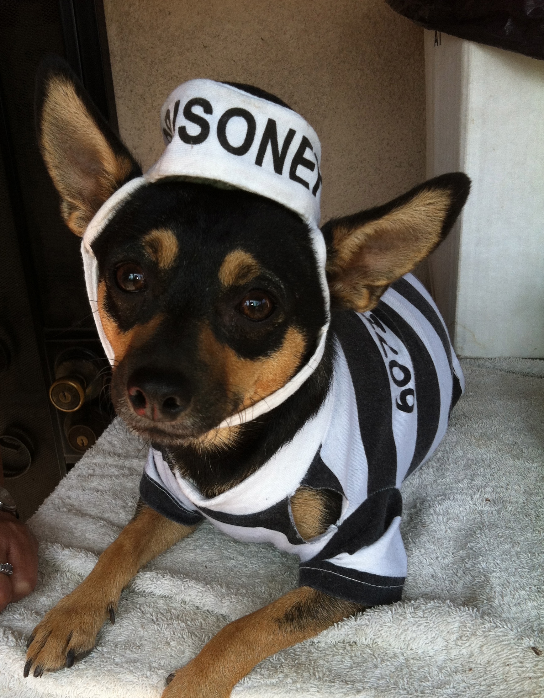 Online Dog Halloween Costume Contest