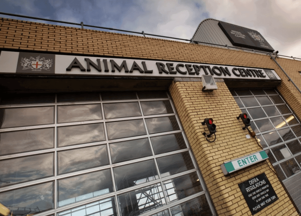 Essential Guide to International Pet Shipping How to Transport Your