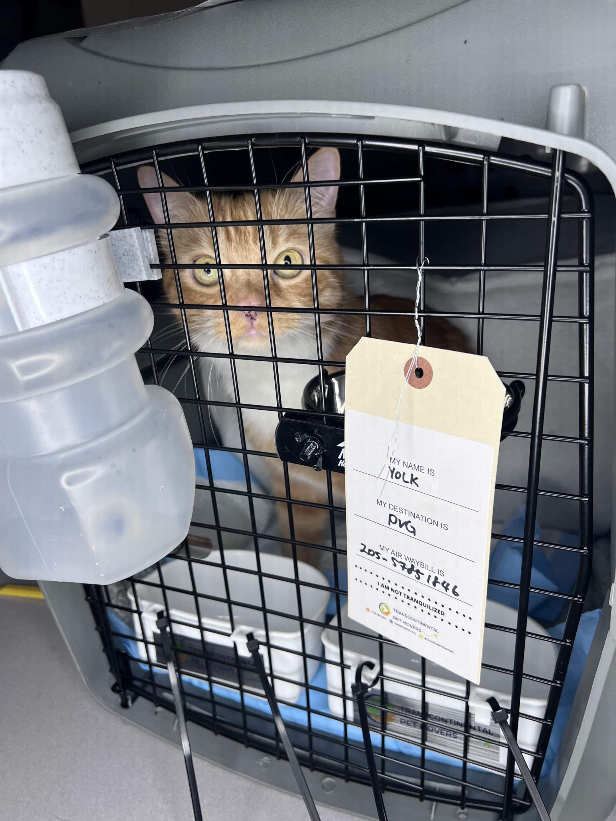 How Safe is International Pet Freight Shipping by Air? Transcon Pet