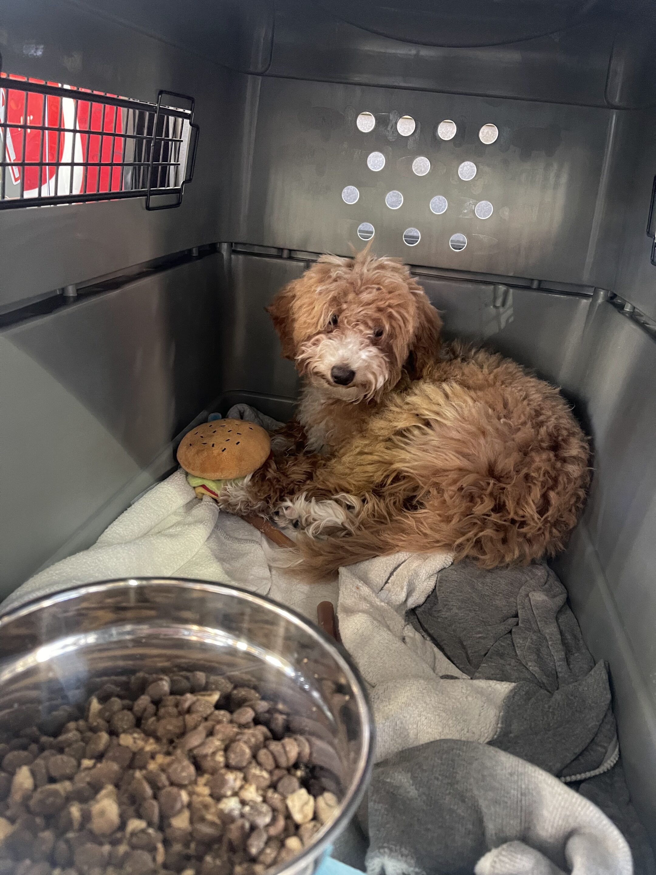 How Safe is International Pet Freight Shipping by Air? Transcon Pet