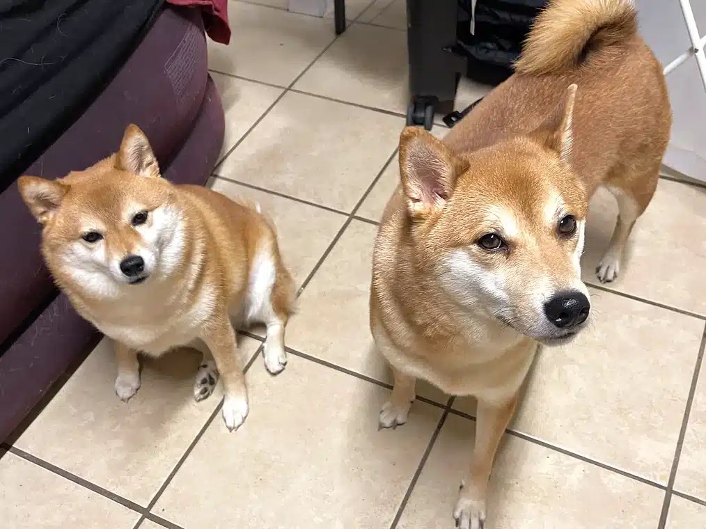 Essential Guide Selecting the Right Dog Travel Crate Size for Air