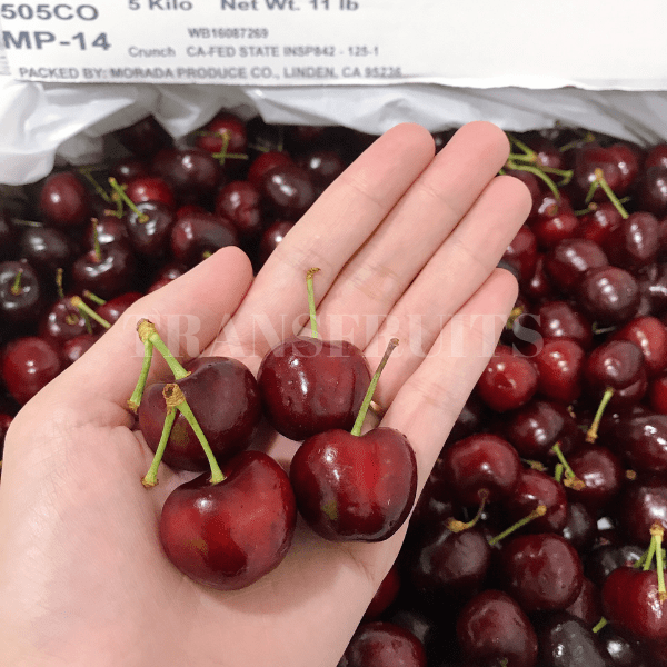 Cherry Mỹ Size 10 TRANSFRUITS