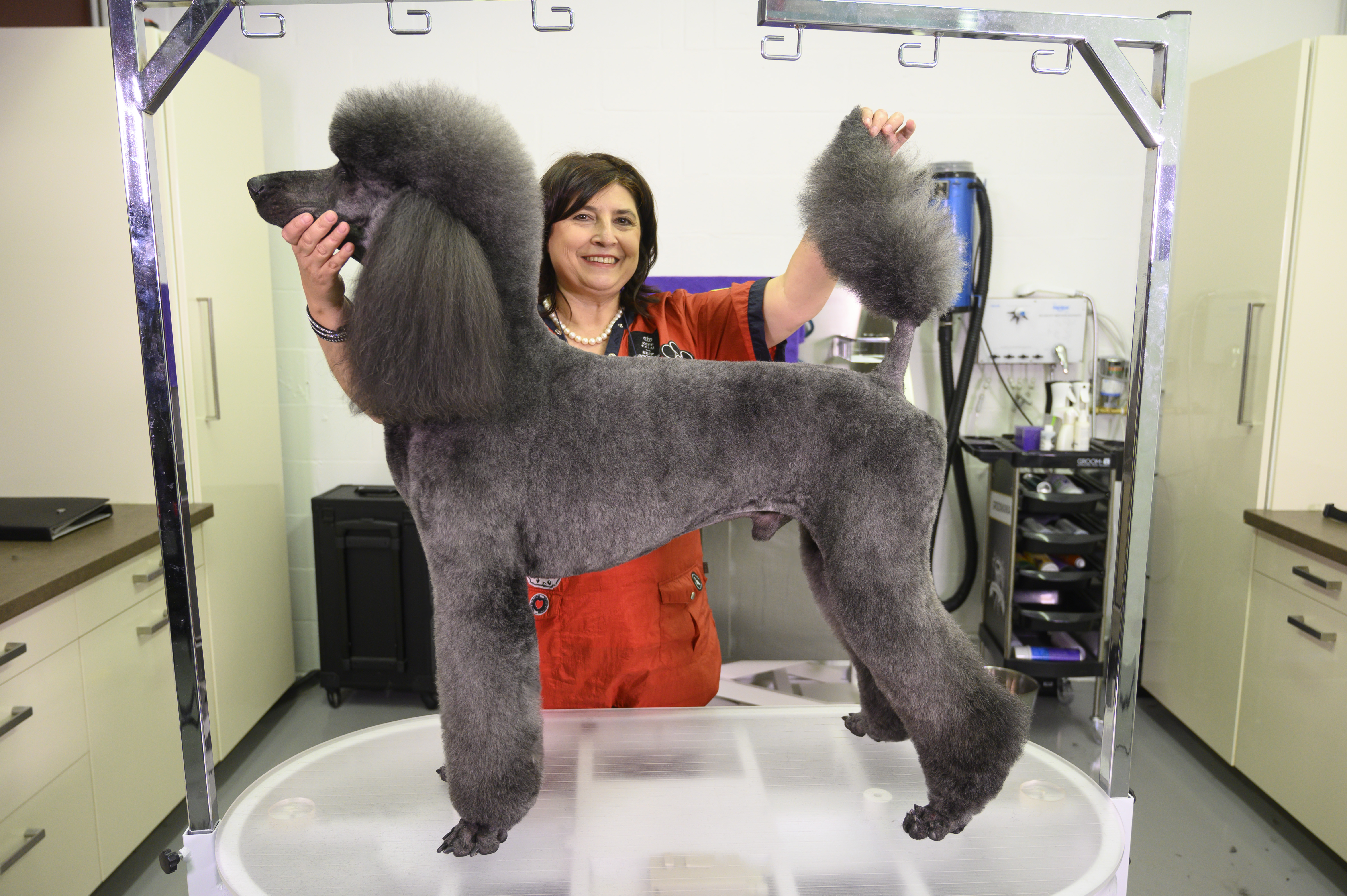 Kitty Talks Dogs How to groom a Standard Poodle with snapon combs