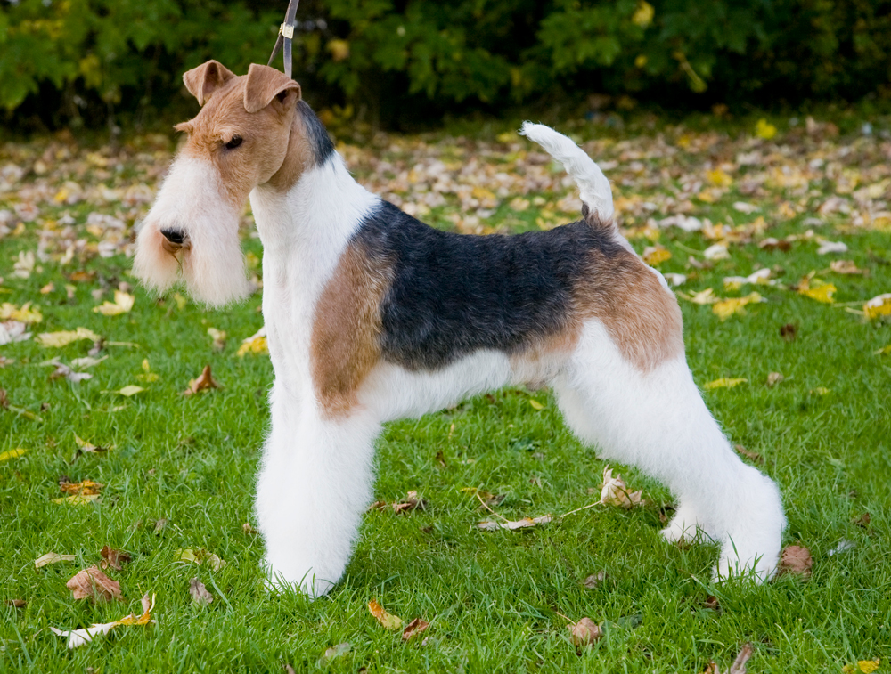 Hand stripping knives your perfect grooming tool Transgroom Pet