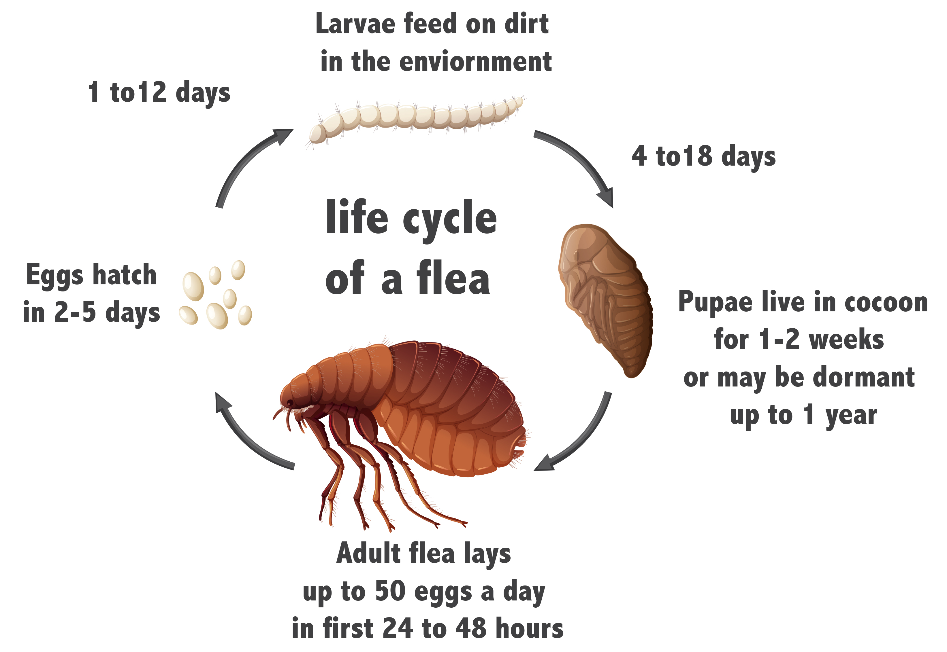 If You Lie Down With Dogs Might Get Up Fleas Transgroom Pet Care