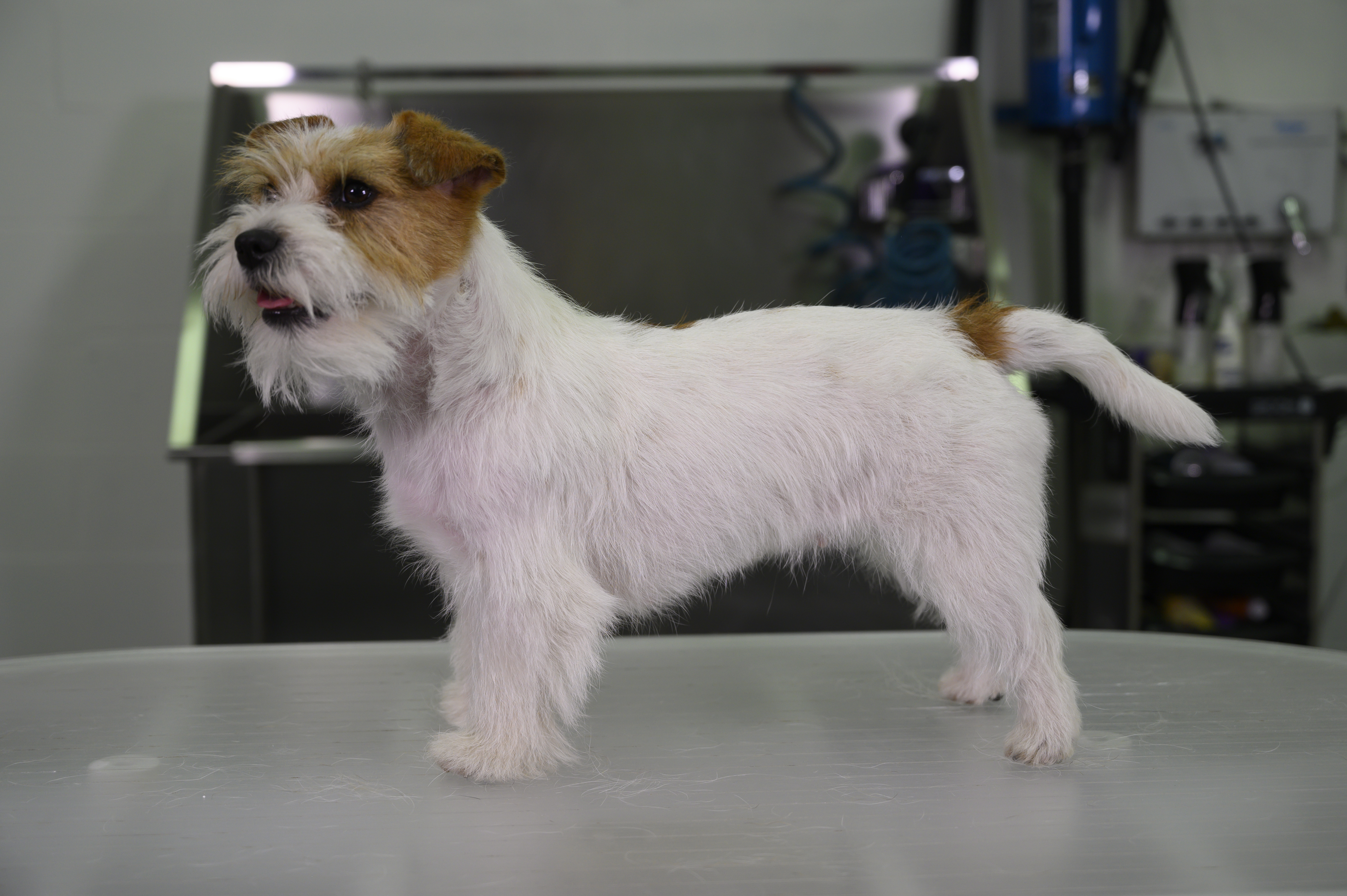 Kitty Talks Dogs - Toilettage de Luna le Jack Russell Terrier à poil dur |  Partie 1 - Transgroom - Pet Care Professionals