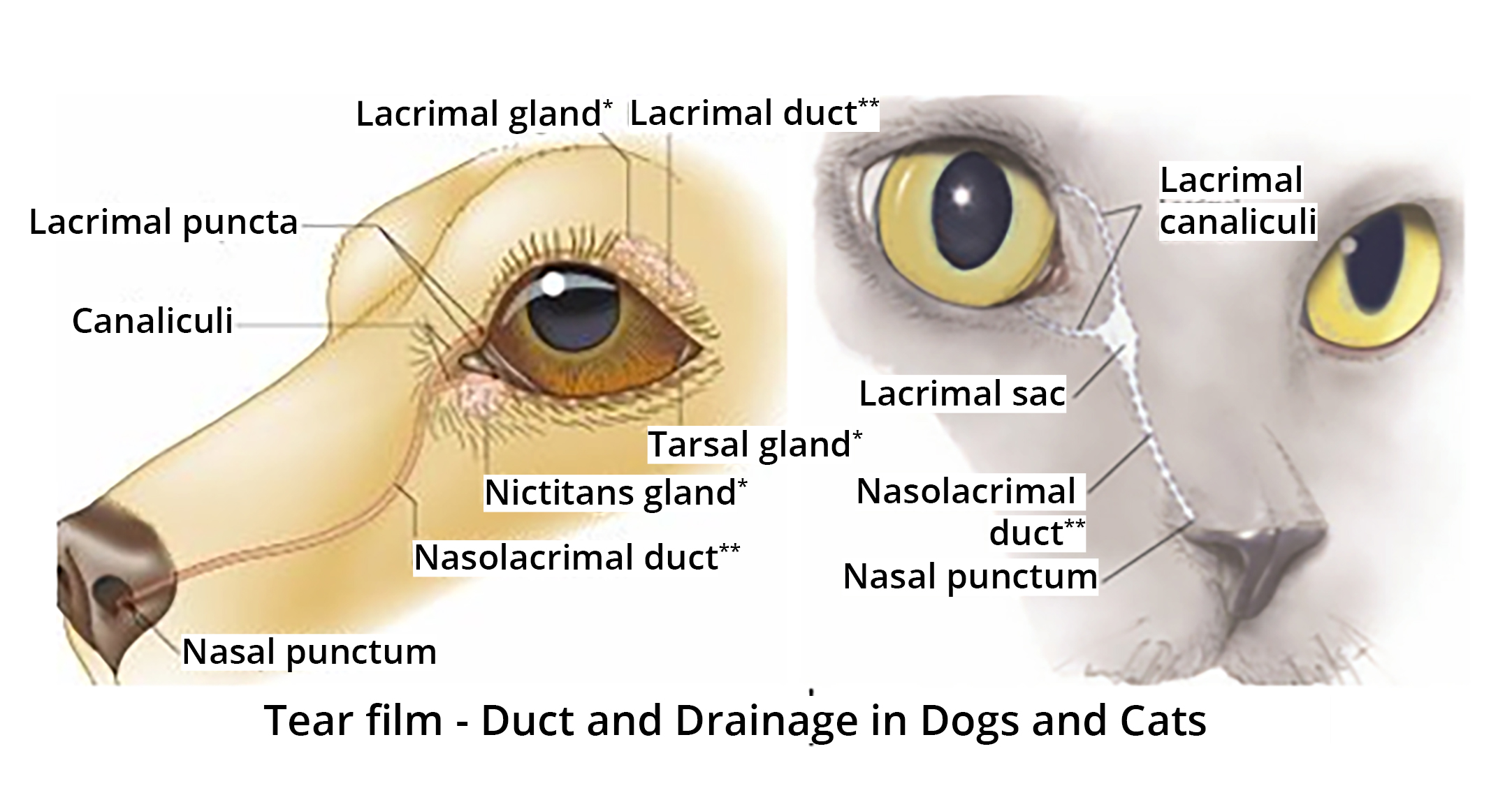 Why your pet might shed a tear Transgroom Pet Care Professionals