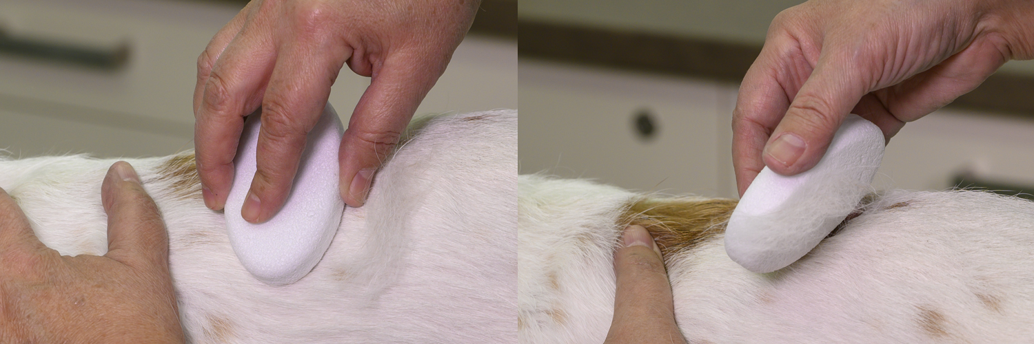 What Does Stripping A Dogs Coat Mean