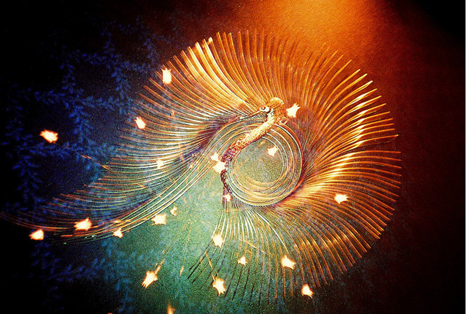 Den Geist des Phoenix erwecken Begrüsse den Wandel und