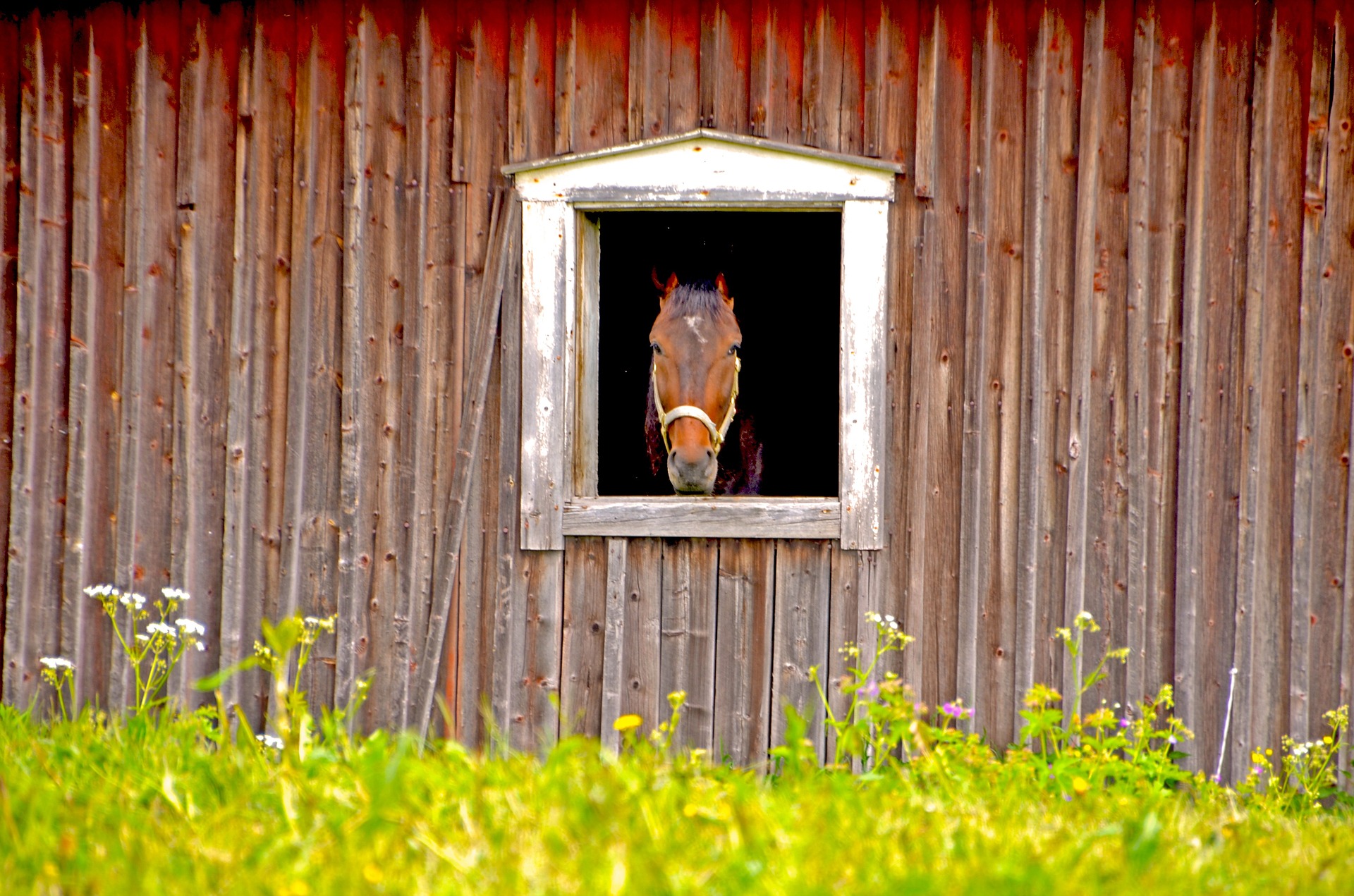 Hemp For Horse Bedding Is A Great Alternative Transitional Content
