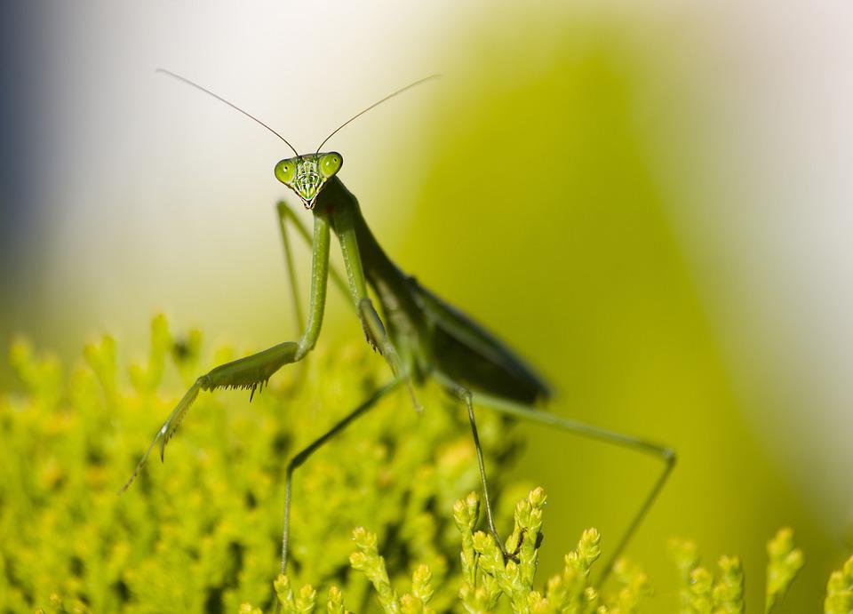 3 Interesting Facts About Horsehair Worms Transitional Content