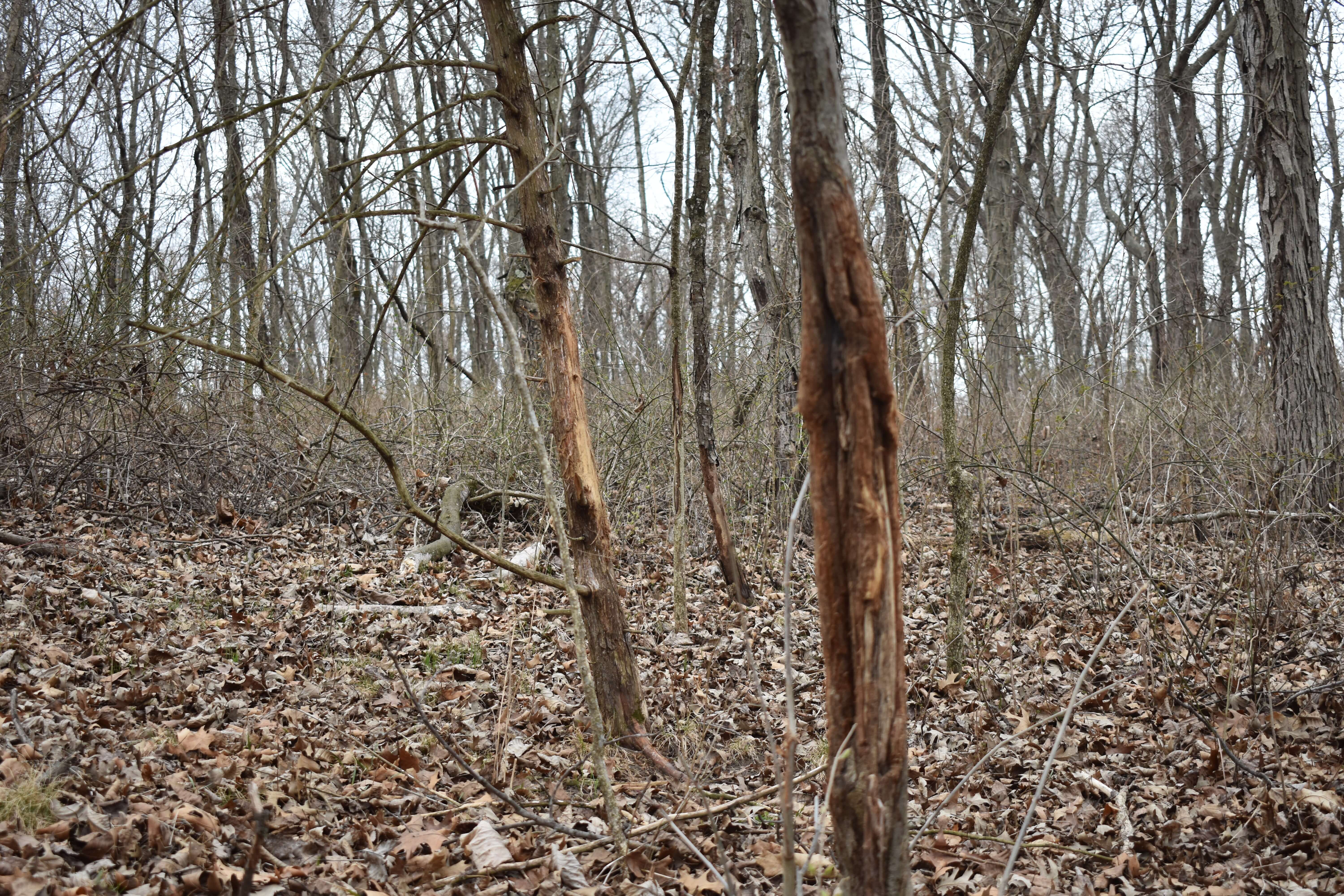 Iowa Whitetail Public Land Scouting Trip Transition Wild