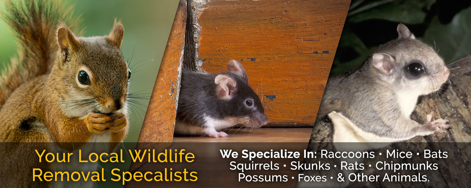 Trap All Wildlife Services Animal & Pest Removal Hyannis MA