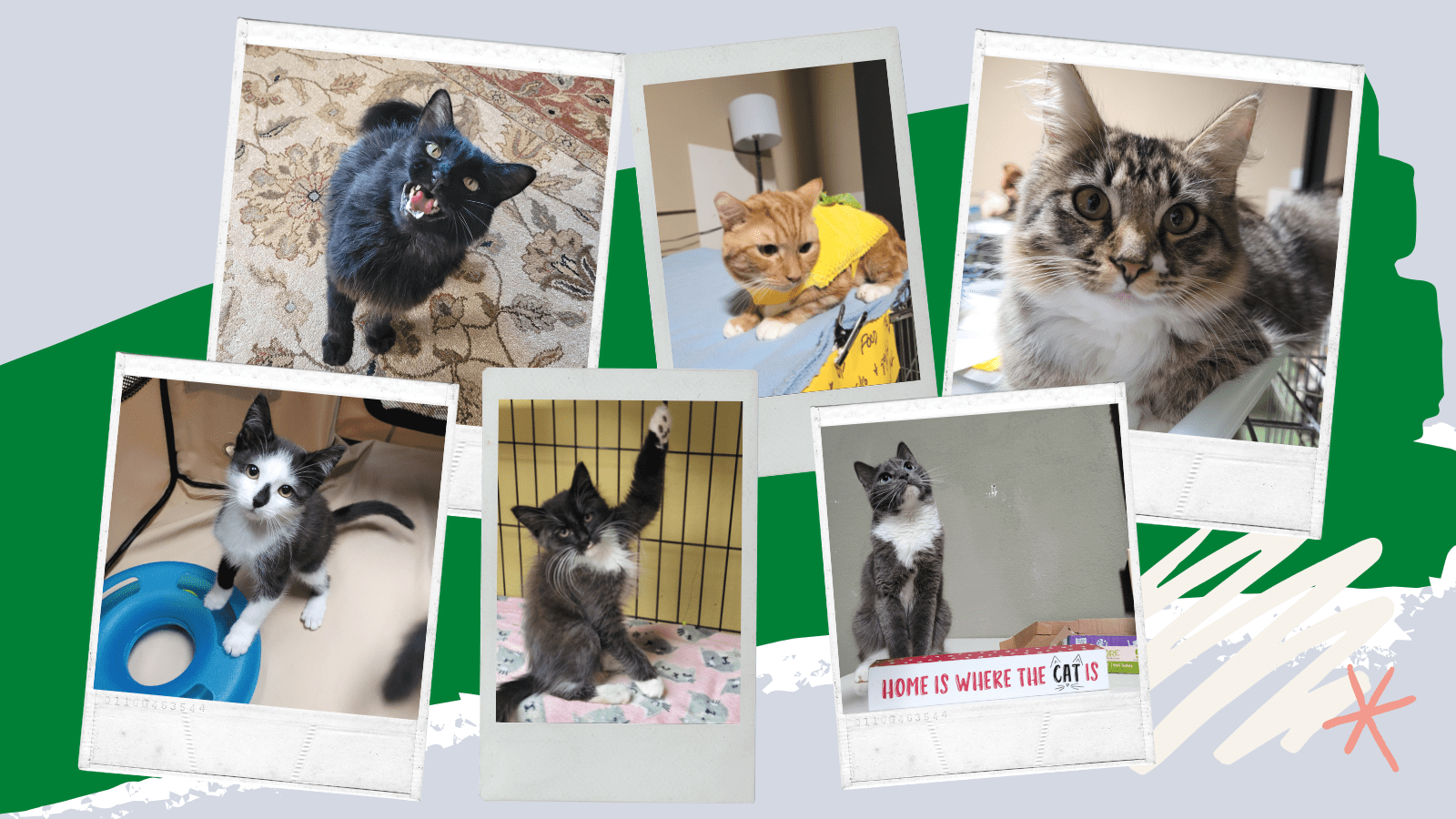 How To Create A Great Cat Adoption Petfinder Profile