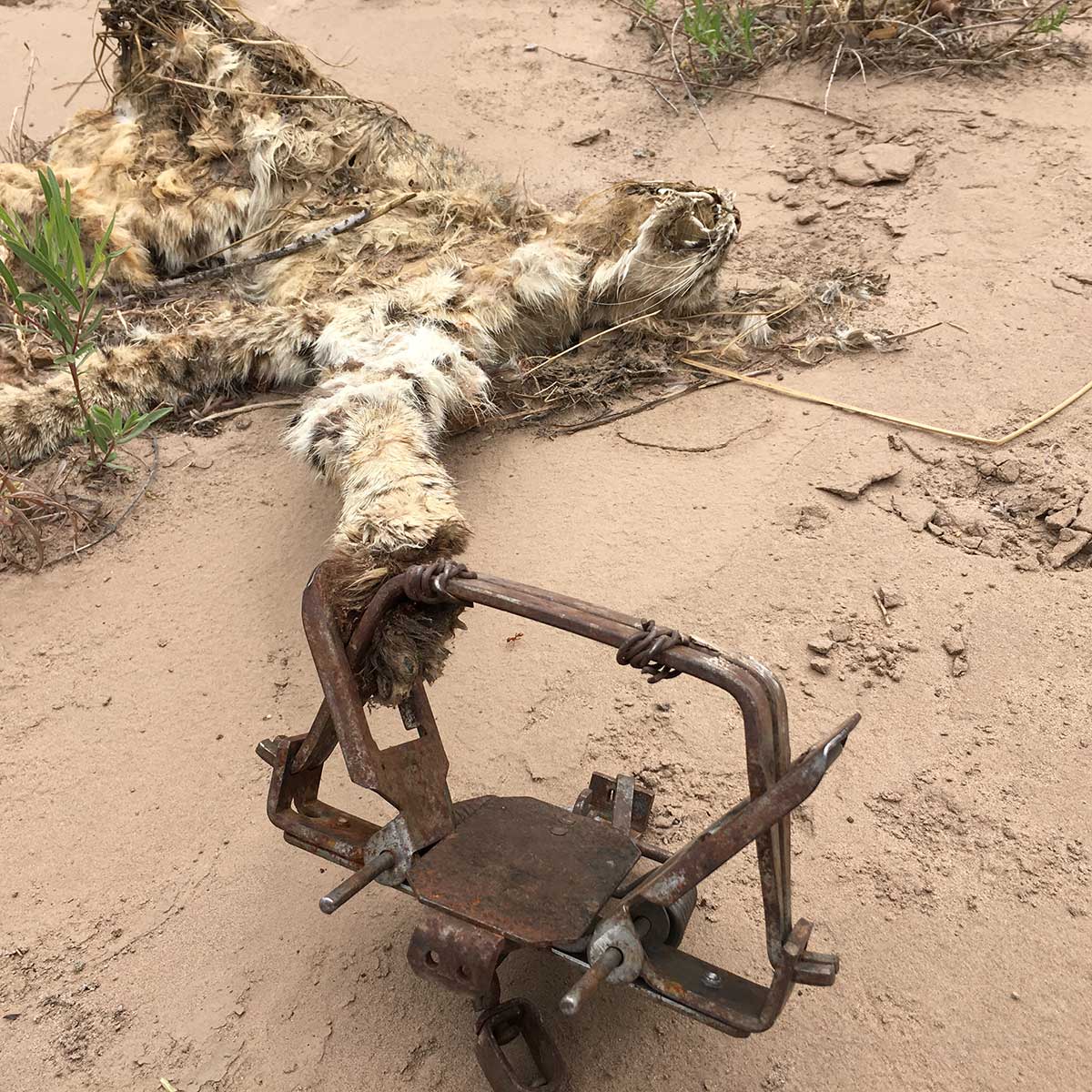 New Mexico Trapping Incidents Map TrapFree New Mexico