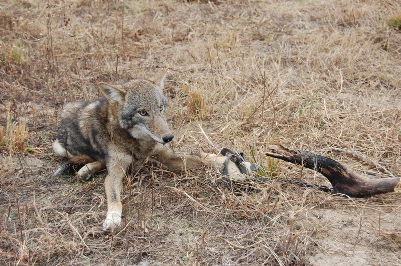 coyote caught in a trap HCN TrapFree New Mexico