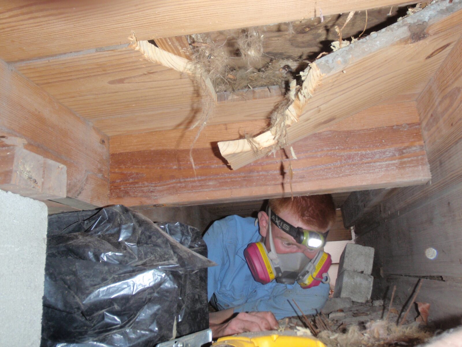 Dead Animal Removal Service Trapline Pest Solutions