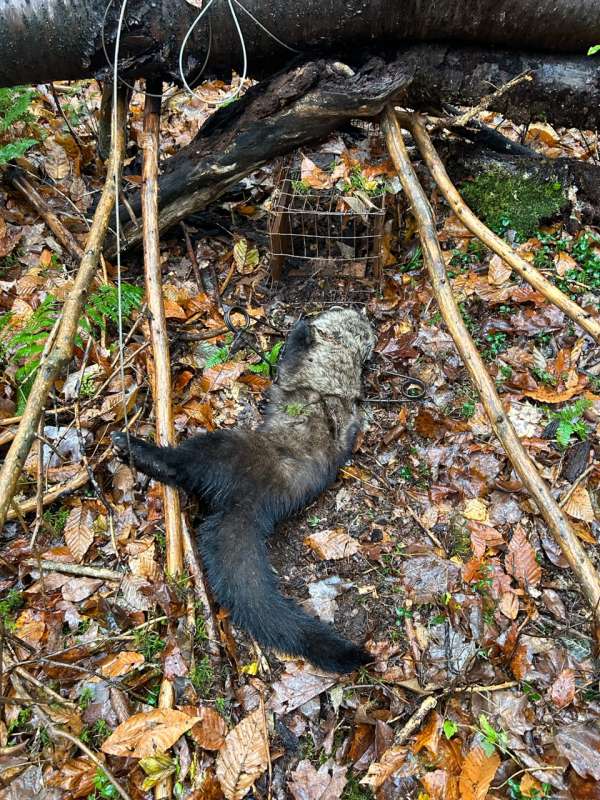 NY fisher - Trapperman Forums