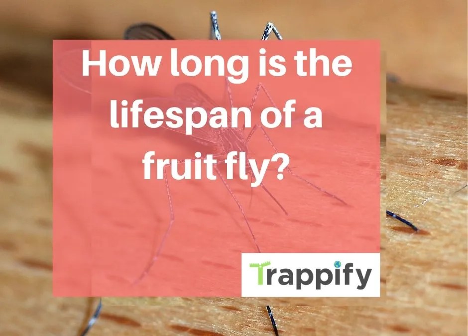 How long is the lifespan of a fruit fly? Trappify Knowledge Bombs