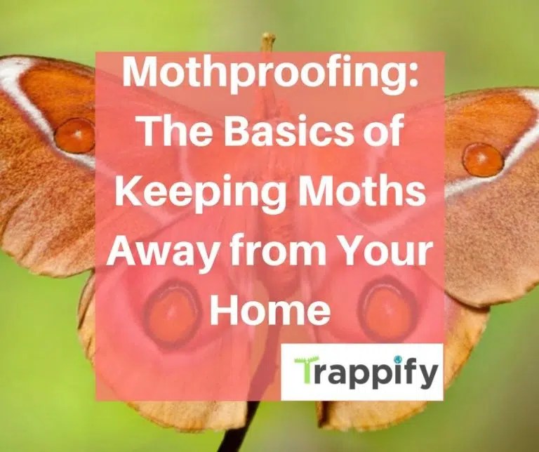 Mothproofing Basics of Keeping Moths Away from Your Home