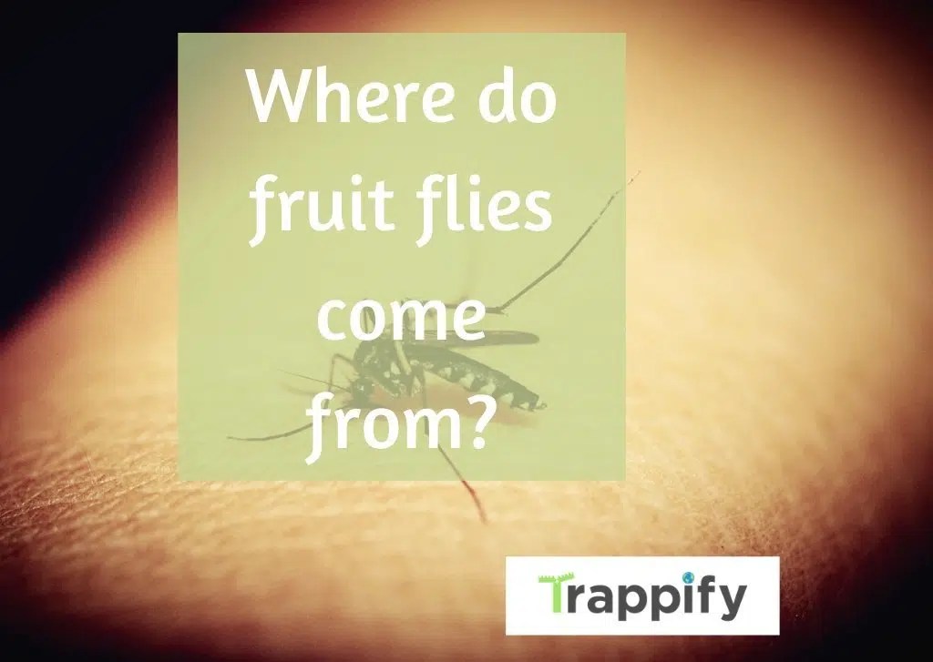 Where do fruit flies come from? Trappify