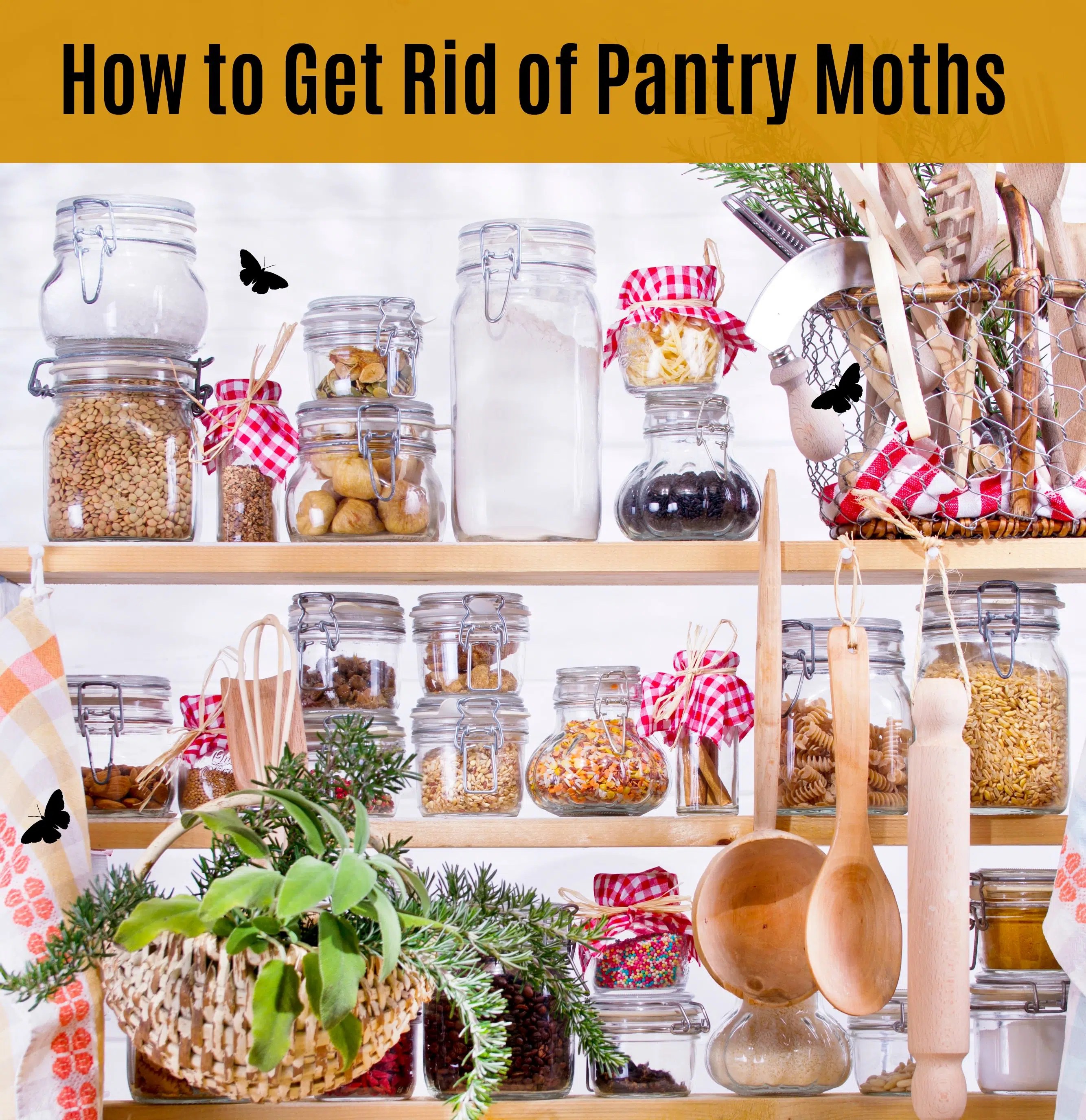 The Foolproof Guide How to Get Rid of Pantry Moths Trappify