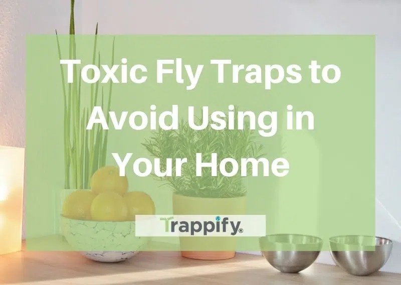 Toxic Fly Traps to Avoid Using In Your Home Trappify