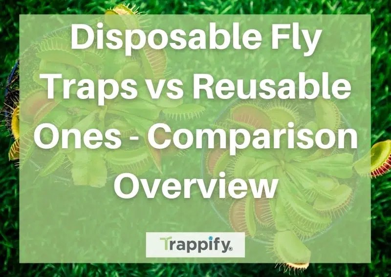 Disposable Fly Traps vs Reusable Ones Comparison Overview