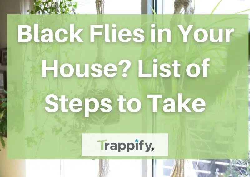 Cluster Flies or Black Flies in House? List of Steps to Take