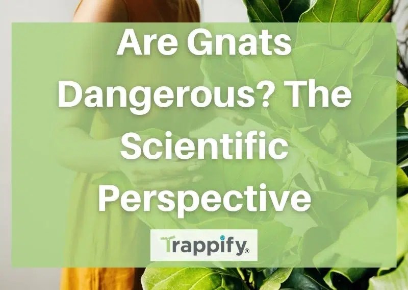 Are Gnats Dangerous? The Scientific Perspective