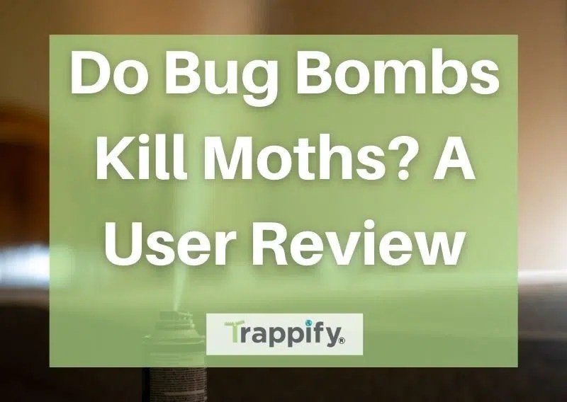 Do Bug Bombs Kill Moths? A User Review