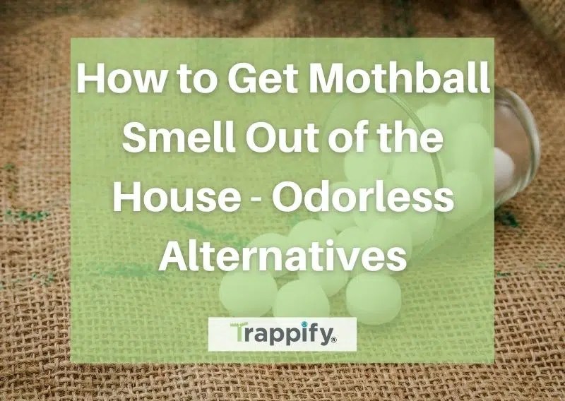 How To Get Mothball Smell Out Of Cedar Chest How to Get Mothball Smell Out of the House Odorless Alternatives