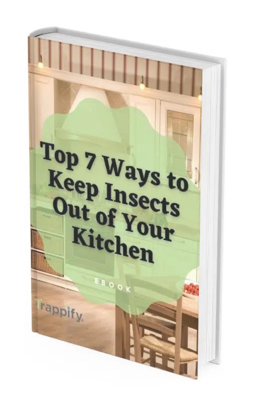 What Attracts Gnats The Complete List Trappify