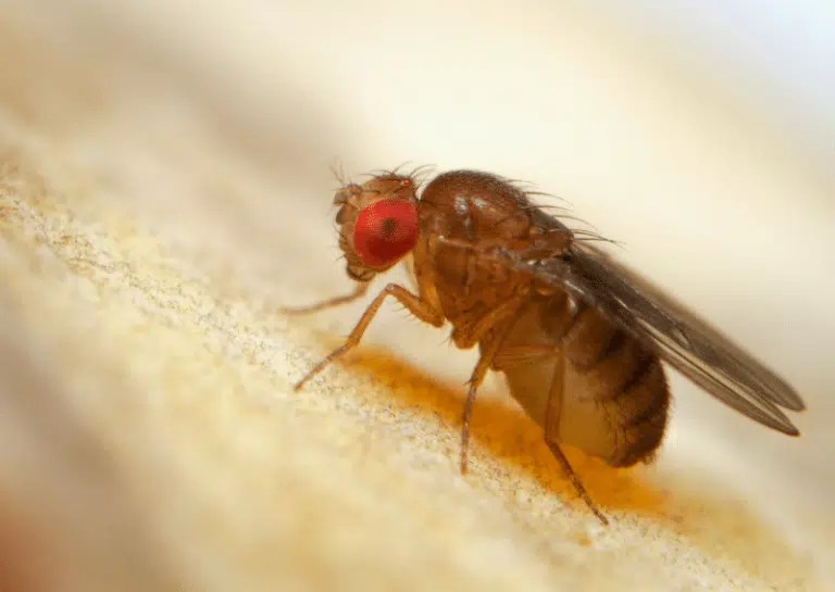 The Great Fruit Fly vs Gnat Debate Which is Worse?