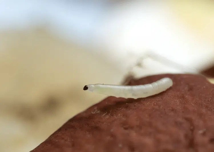 Where Does Gnats Come From (and How to Make Them Go Away)