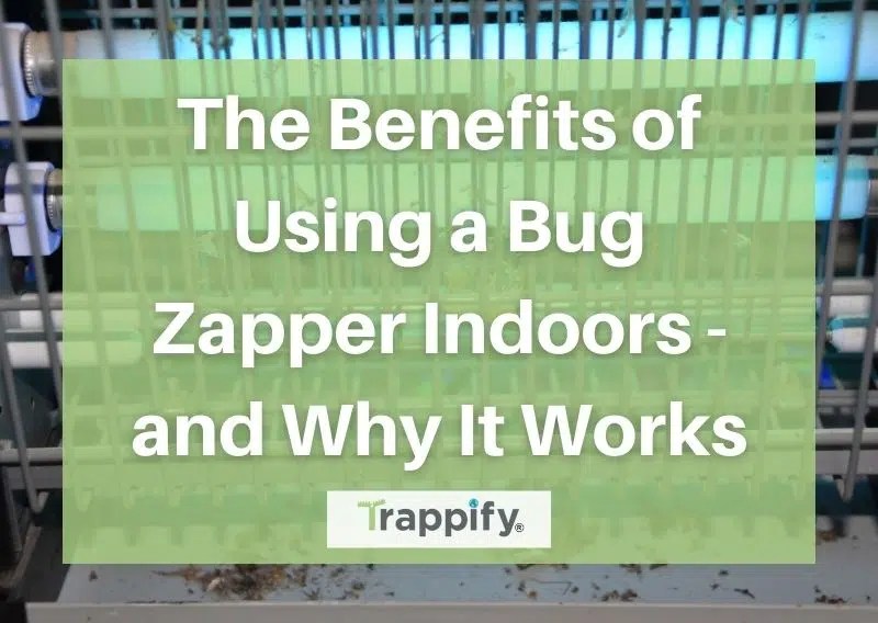 The Benefits of Using a Bug Zapper Indoors - and Why It Works