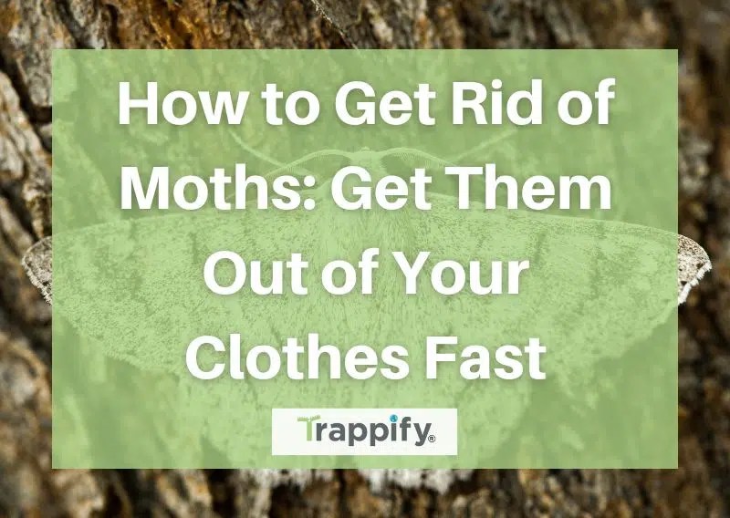 How to Get Rid of Moths Get Them Out of Your Clothes Fast