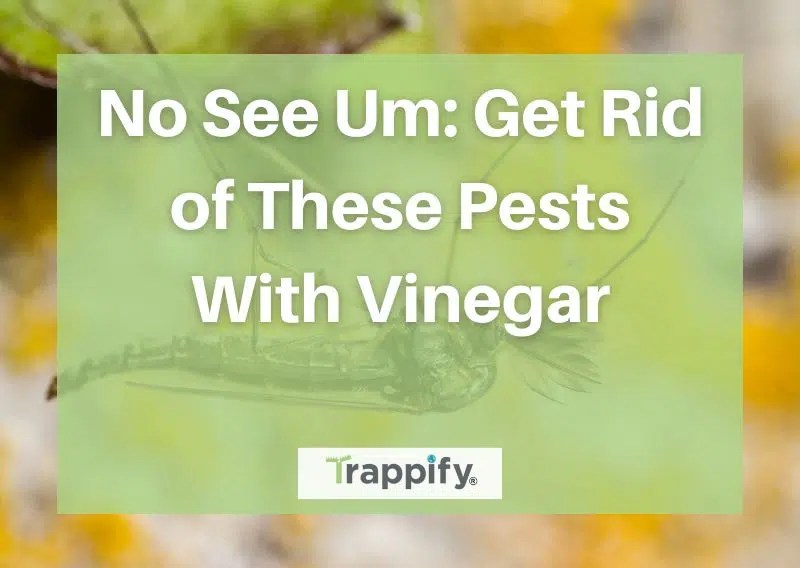 No See Um Get Rid of These Pests With Vinegar