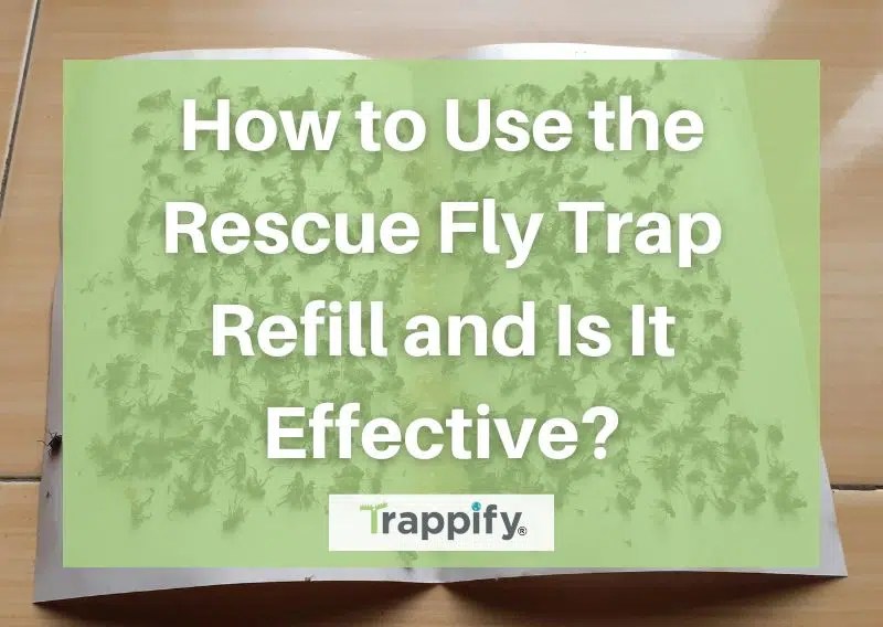 How to Use the Rescue Fly Trap Refill and Is It Effective?