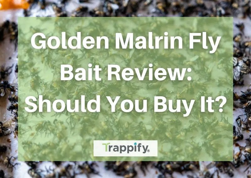 Golden Malrin Fly Bait Review Should You Buy It?