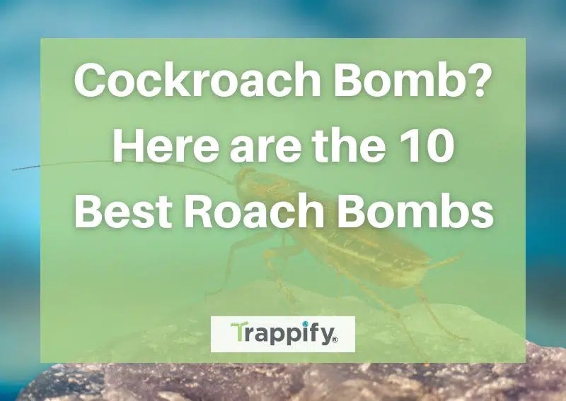 Cockroach Bomb? Here are the 10 Best Roach Bombs