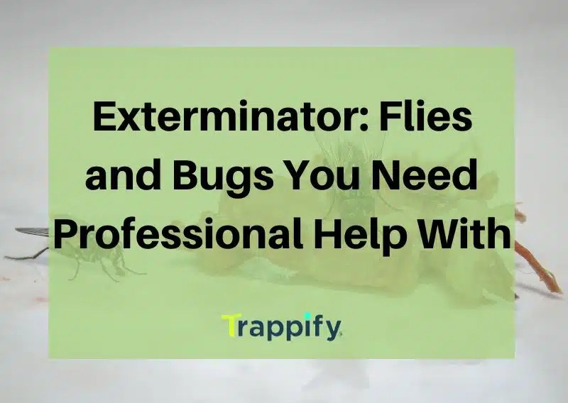 Exterminator Flies and Bugs You Need Professional Help With