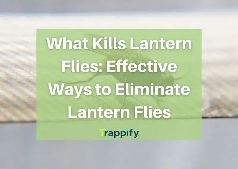 What Kills Lantern Flies Effective Ways to Eliminate Lantern Flies