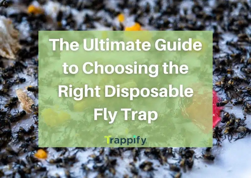 The Ultimate Guide to Choosing the Right Disposable Fly Trap