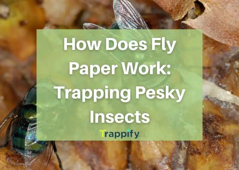 How Does Fly Paper Work Trapping Pesky Insects