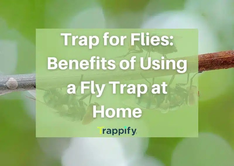 Trap for Flies Benefits of Using a Fly Trap at Home