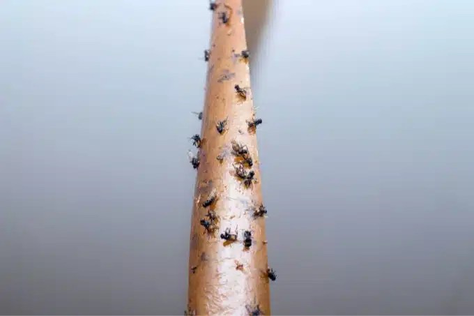 Causes of Flies in The House: Eliminating Fly Infestations at Home