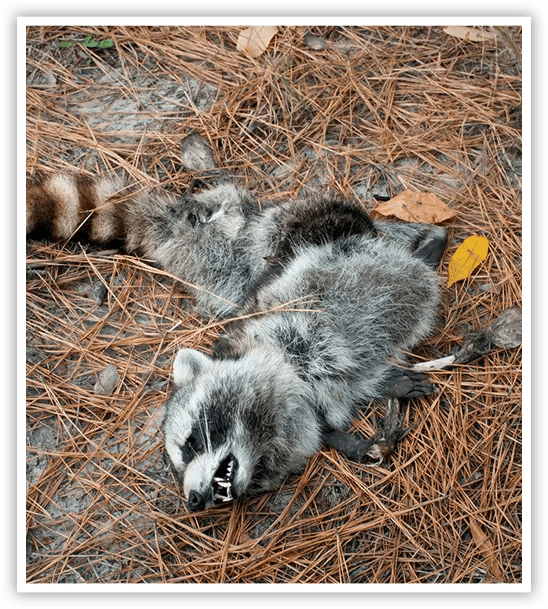 Dead Animal Removal Trapping USA
