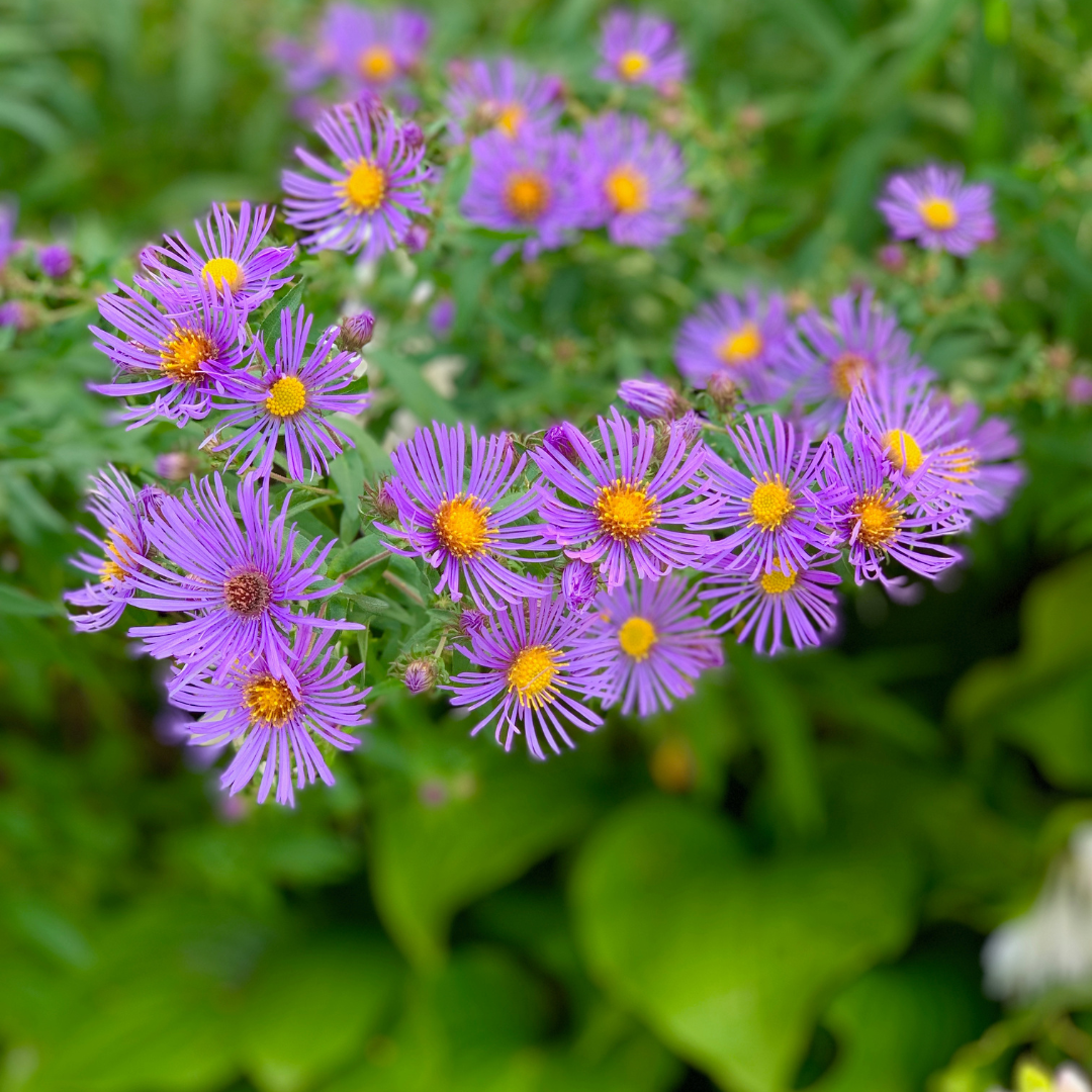 Top Perennial Flowers for New England Traprock Landscaping
